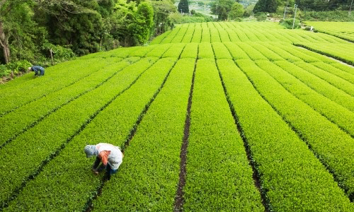 微噴帶